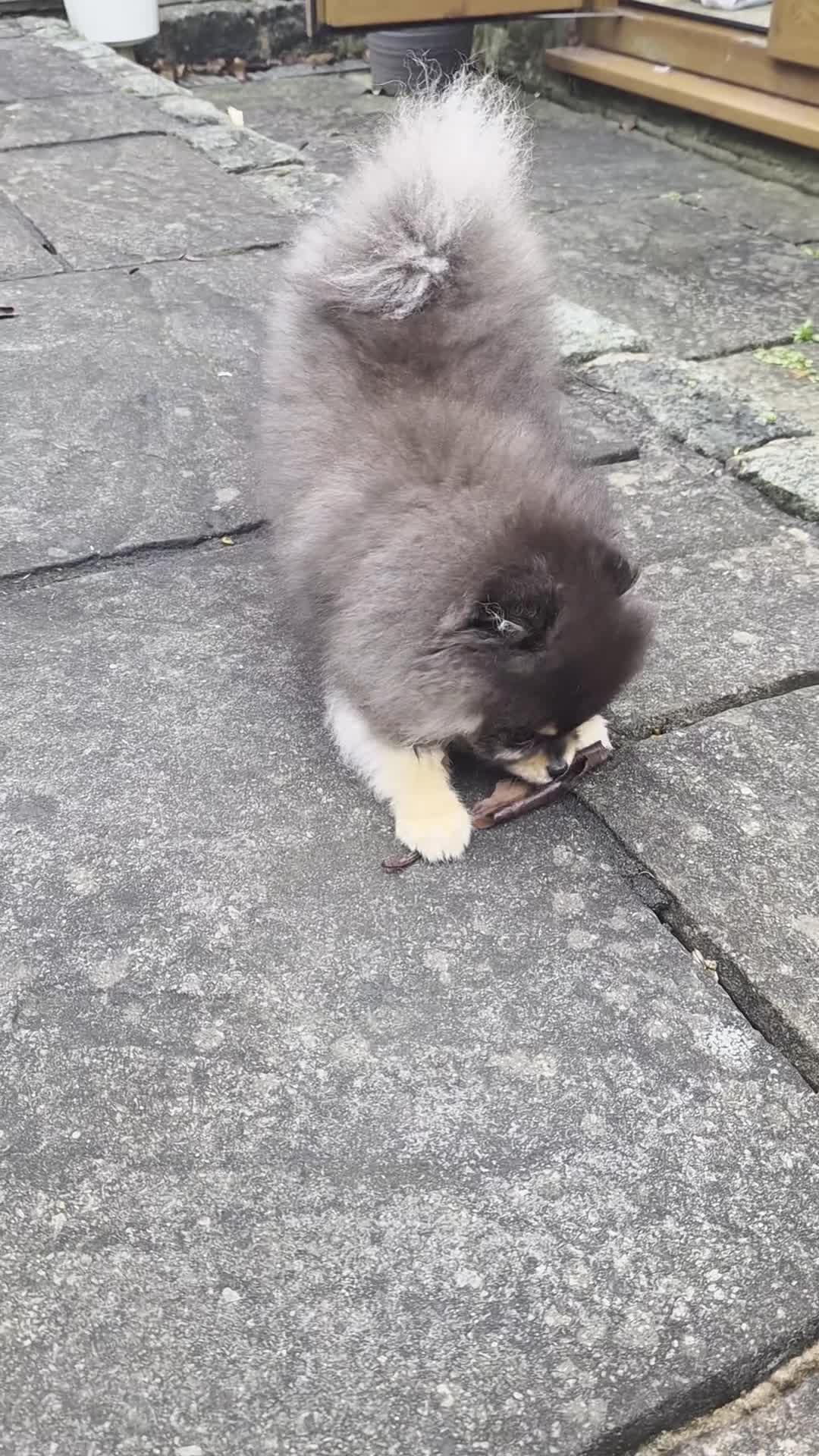 Pomeranian dogs for sale: Tiny beautiful quality Pomeranian ✨️  in Stoke-on-Trent - Video 4