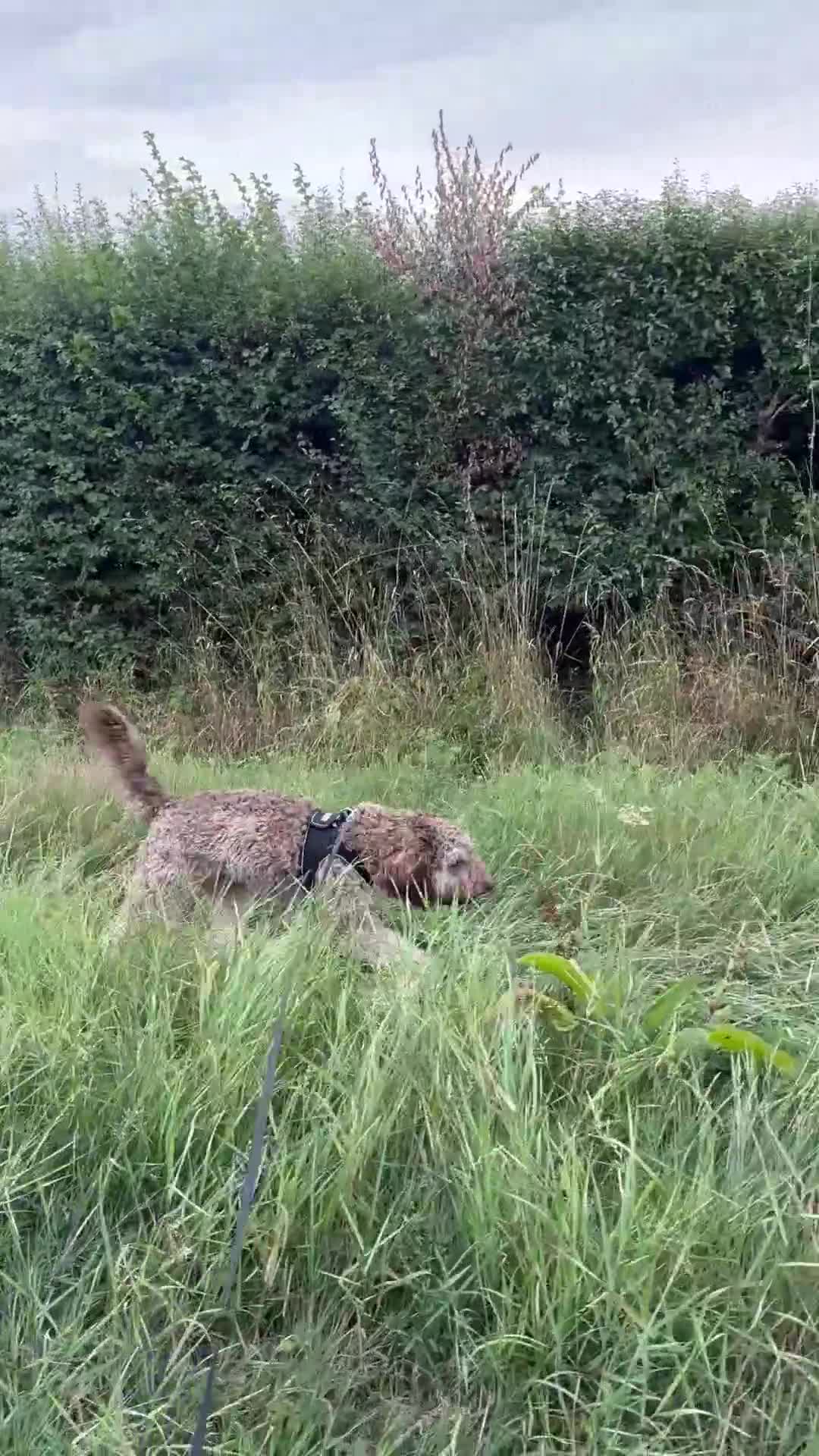 Labradoodle dogs for sale: * Choc & Tan Phantom F1B Male , please read ad * - Video 1