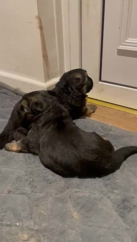 German Shepherd dogs for sale: Long-Medium hair pure bred German Shepherds 🇩🇪 - Video 3