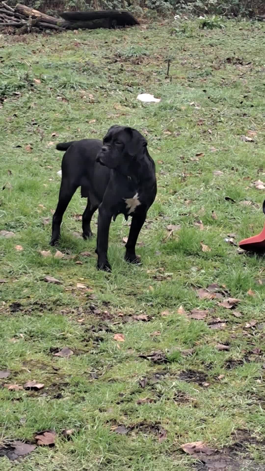 Cane Corso dogs for sale: Cane Corso Puppies - Video 1