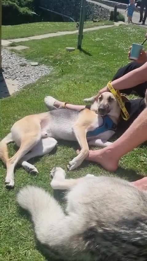 Mixed Breed dogs for adoption: JACK - FOR ADOPTION IN CORNWALL OR DEVON - Video 4