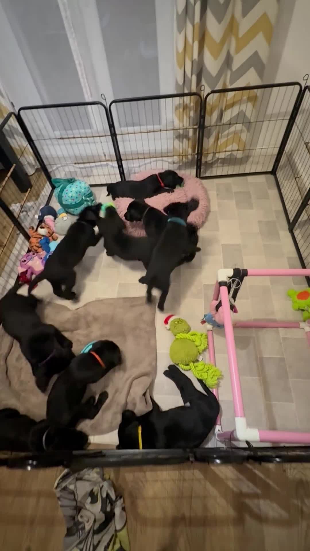 Labrador Retriever dogs for sale: LABRADOR RETRIEVER–HEALTH TESTED, FULLY VACCINATED - Video 1