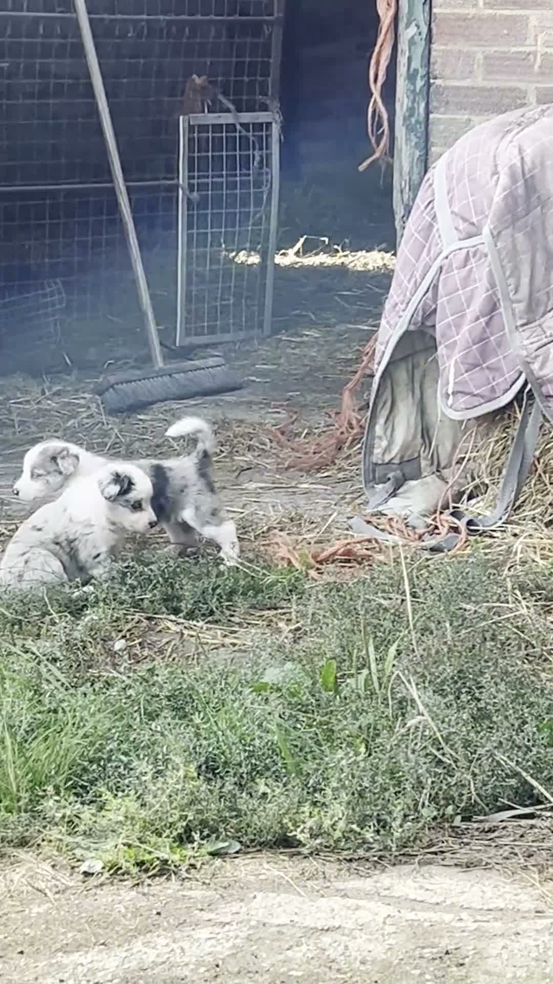 Border Collie dogs for sale: Border Collie Pups - Video 1