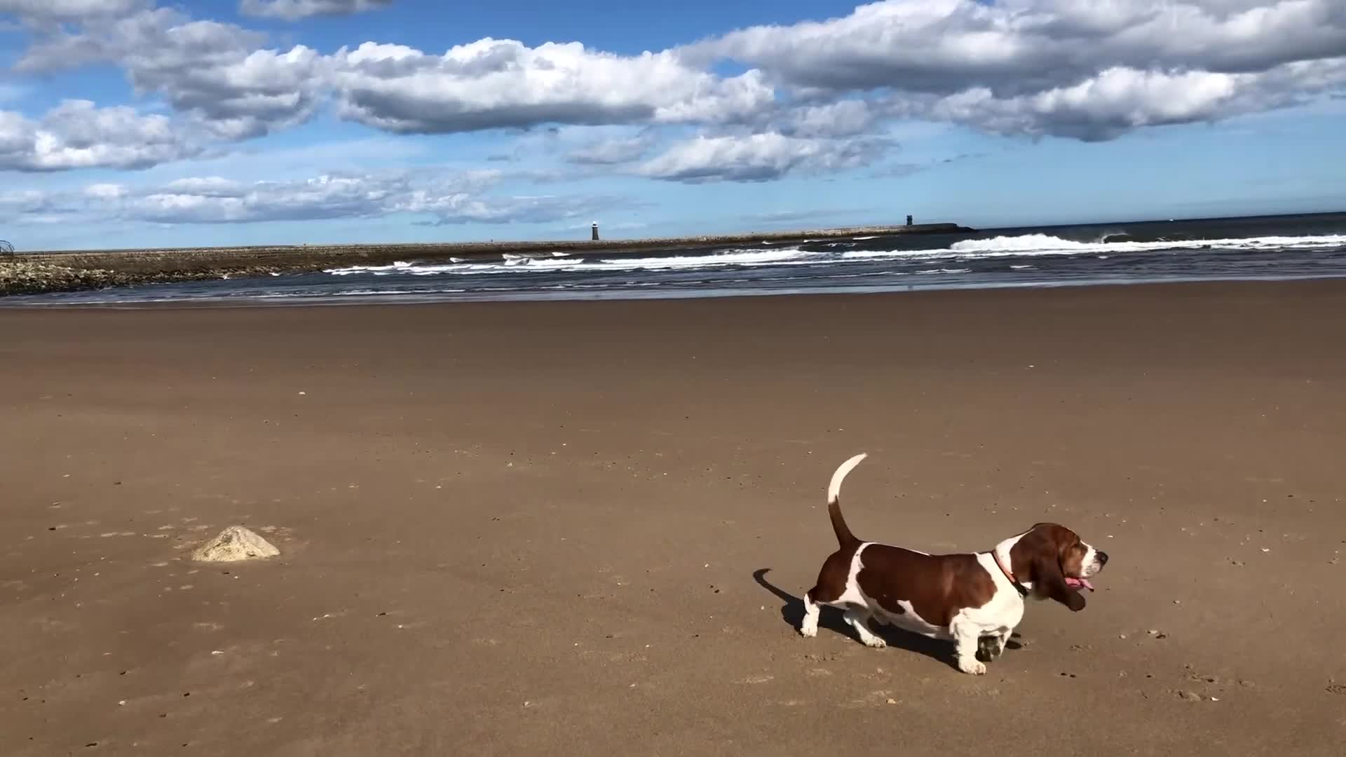 Basset Hound dogs for sale: Finnish dog - Video 2