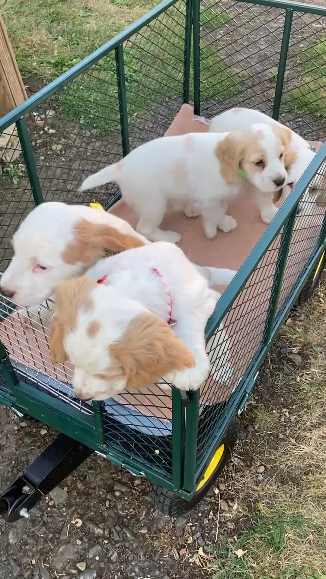 Cocker Spaniel dogs for sale: Cocker Spaniels, working type, KC reg, DNA clear - Video 2