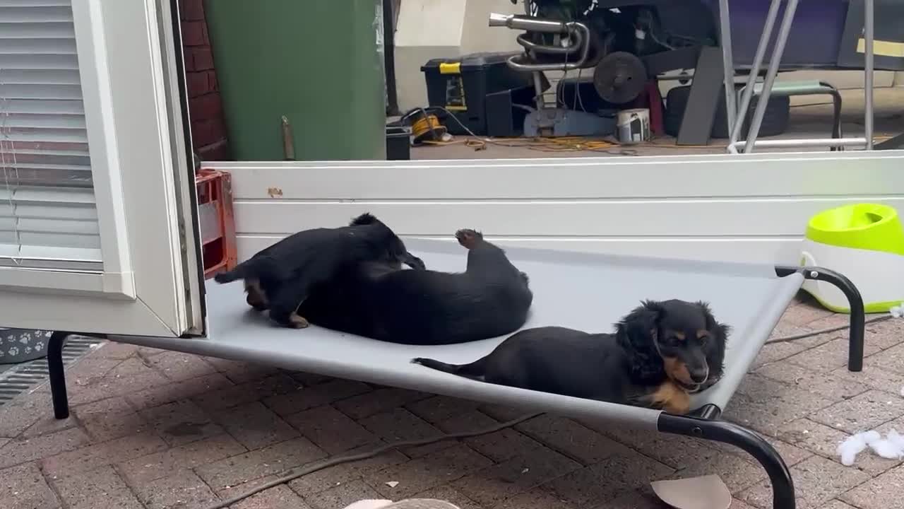 Miniature Dachshund dogs for sale: 5 Beautiful Miniature Dachshund Puppies  - Video 1