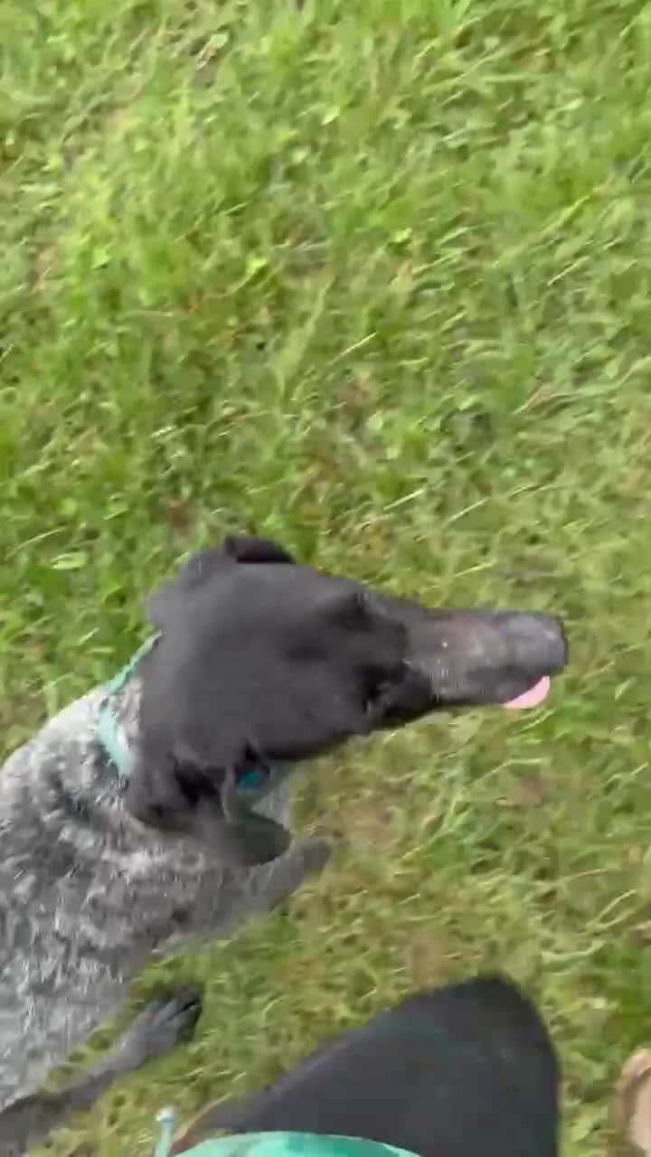 Pointer dogs for adoption: Hope is looking for her forever home  - Video 2