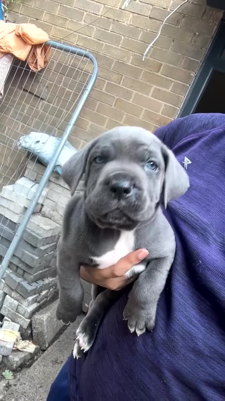 Cane Corso dogs for sale: Cerberus champion bloodline cane corso - Video 4