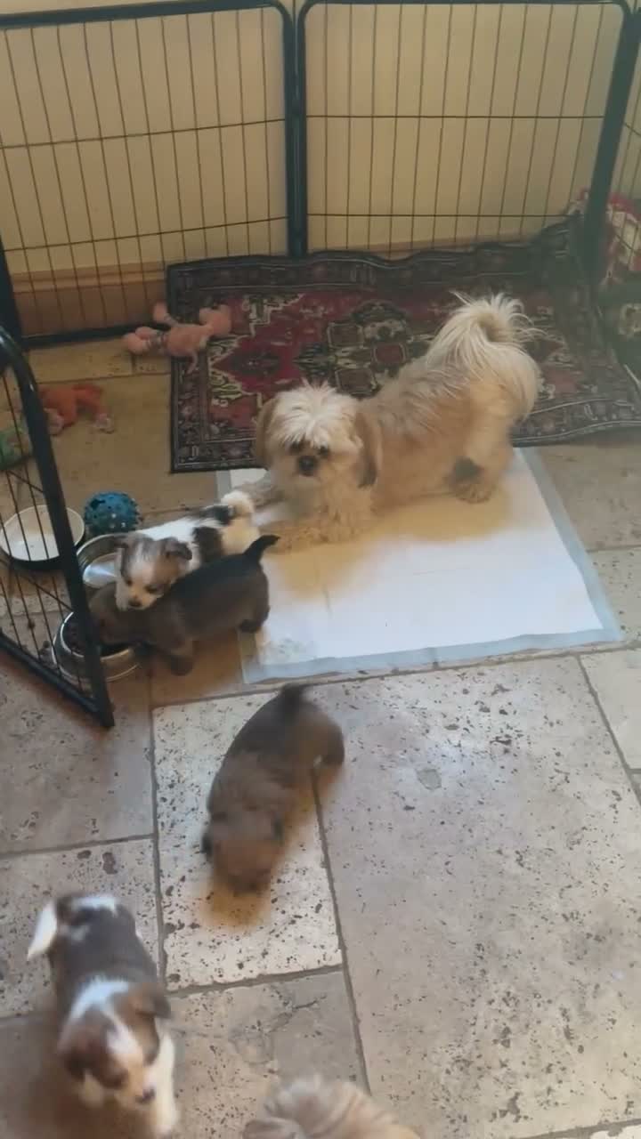 Mixed Breed dogs for sale: Adorable Shih Tzu/Jack Russell Puppies - Video 1
