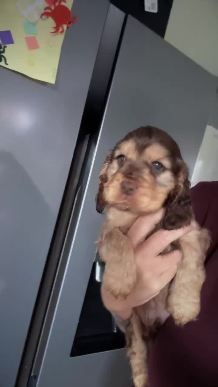 Cocker Spaniel dogs for sale: Show type cocker spaniel  - Video 1
