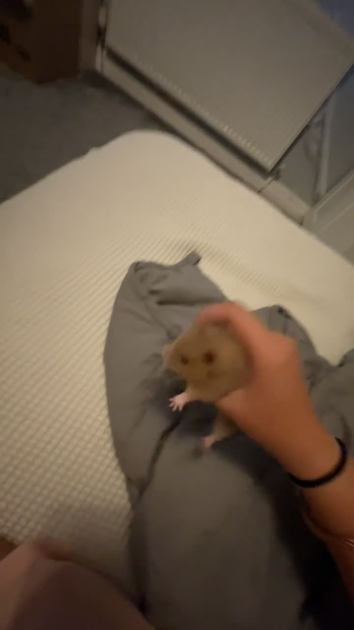 Hamster rodents for sale: Female Syrian hamster  - Video 1