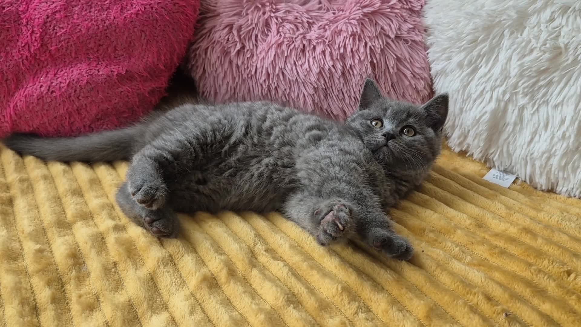 British Shorthair cats for sale:  Ready! GCCF parents with champions in line,BSH  - Video 2