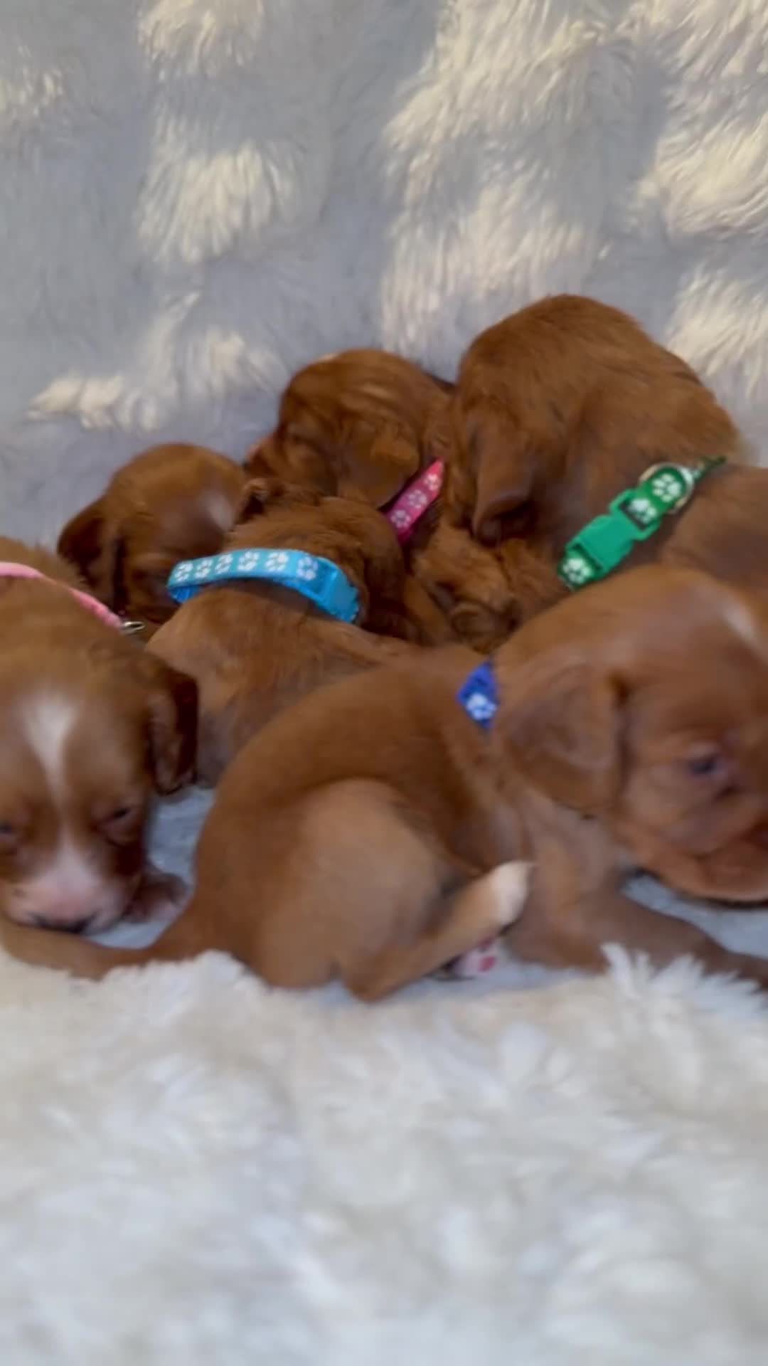 Cocker Spaniel dogs for sale: 🧡Fox Red WCS🧡 - Video 3
