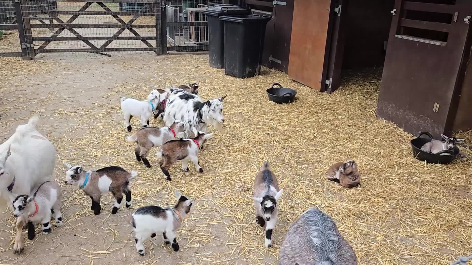 Goats livestock for sale: Very Cute DISBUDDED Pygmy Goat Kids - Video 1