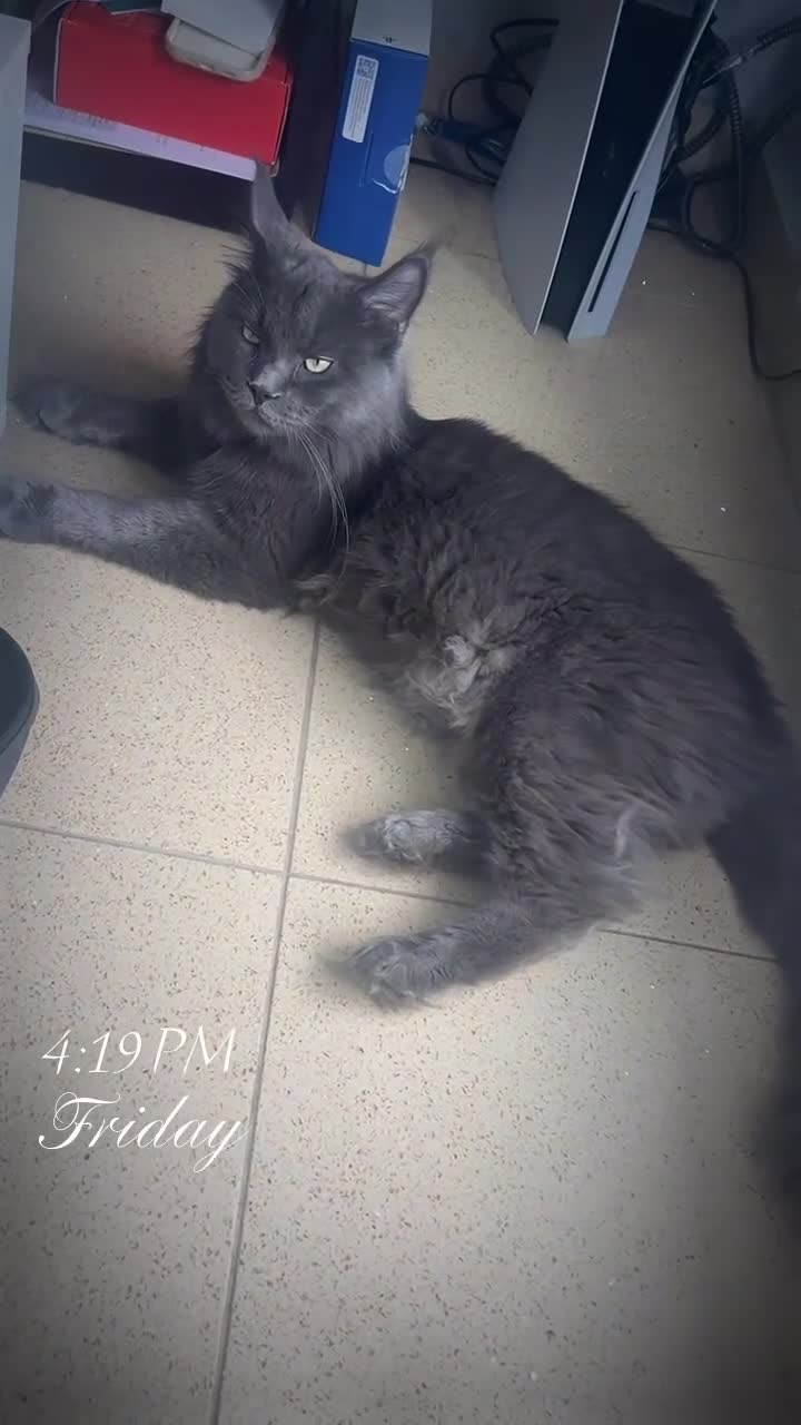 Maine Coon cats for stud: Maine Coon Stud  in Hatfield - Video 1