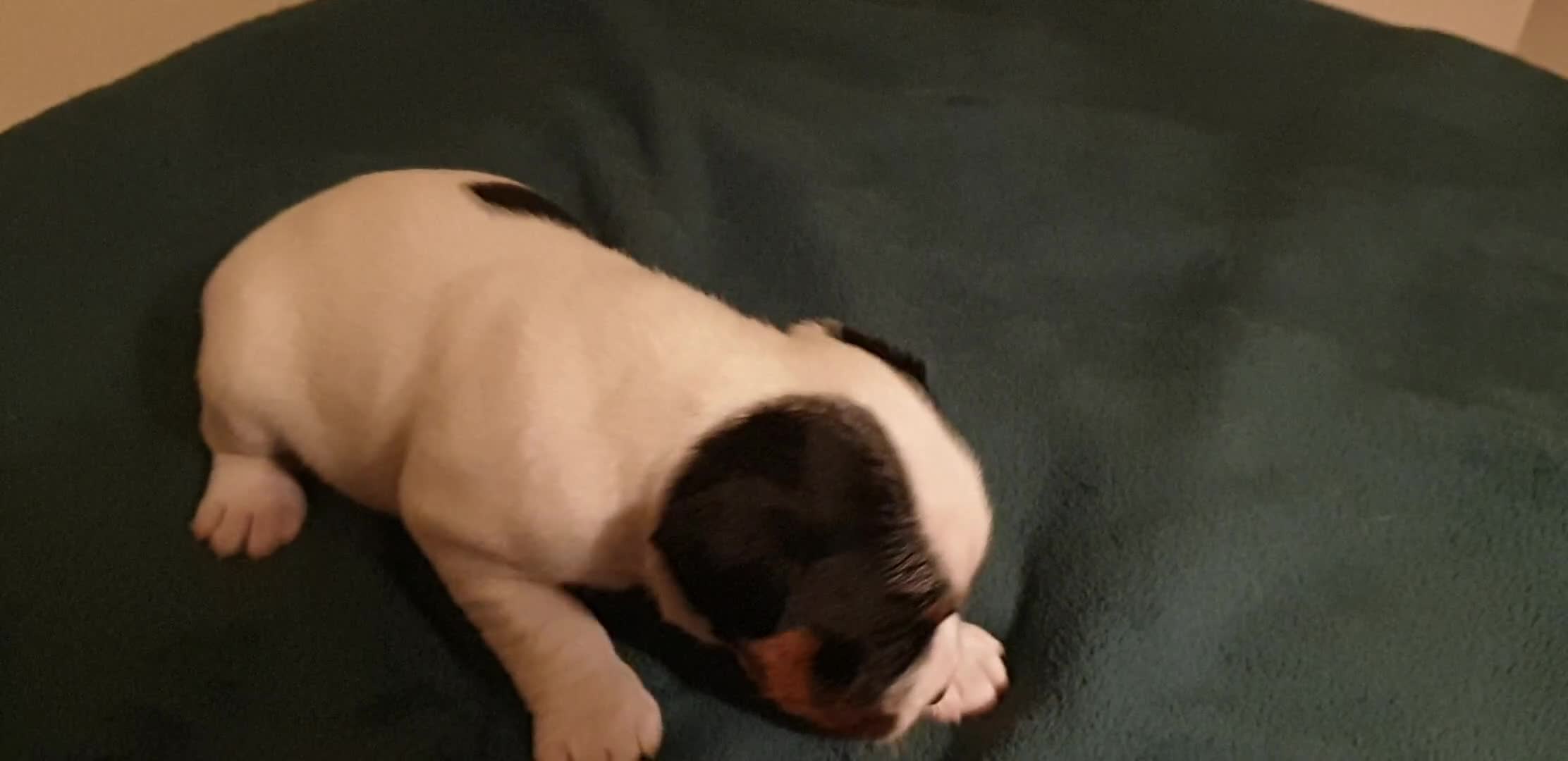 Parson Russell dogs for sale: Litter Of KC Reg.Parson Terrier Pups.  - Video 2