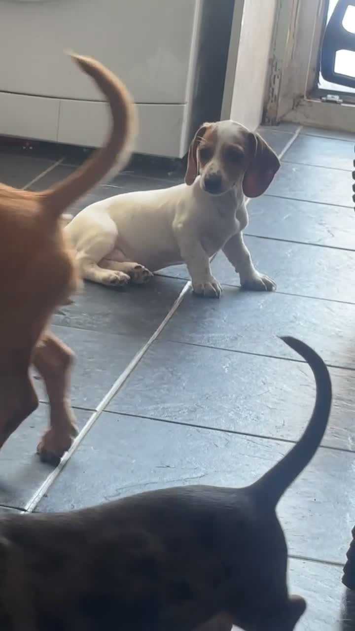 Miniature Dachshund dogs for sale: One last female left for her forever home - Video 2