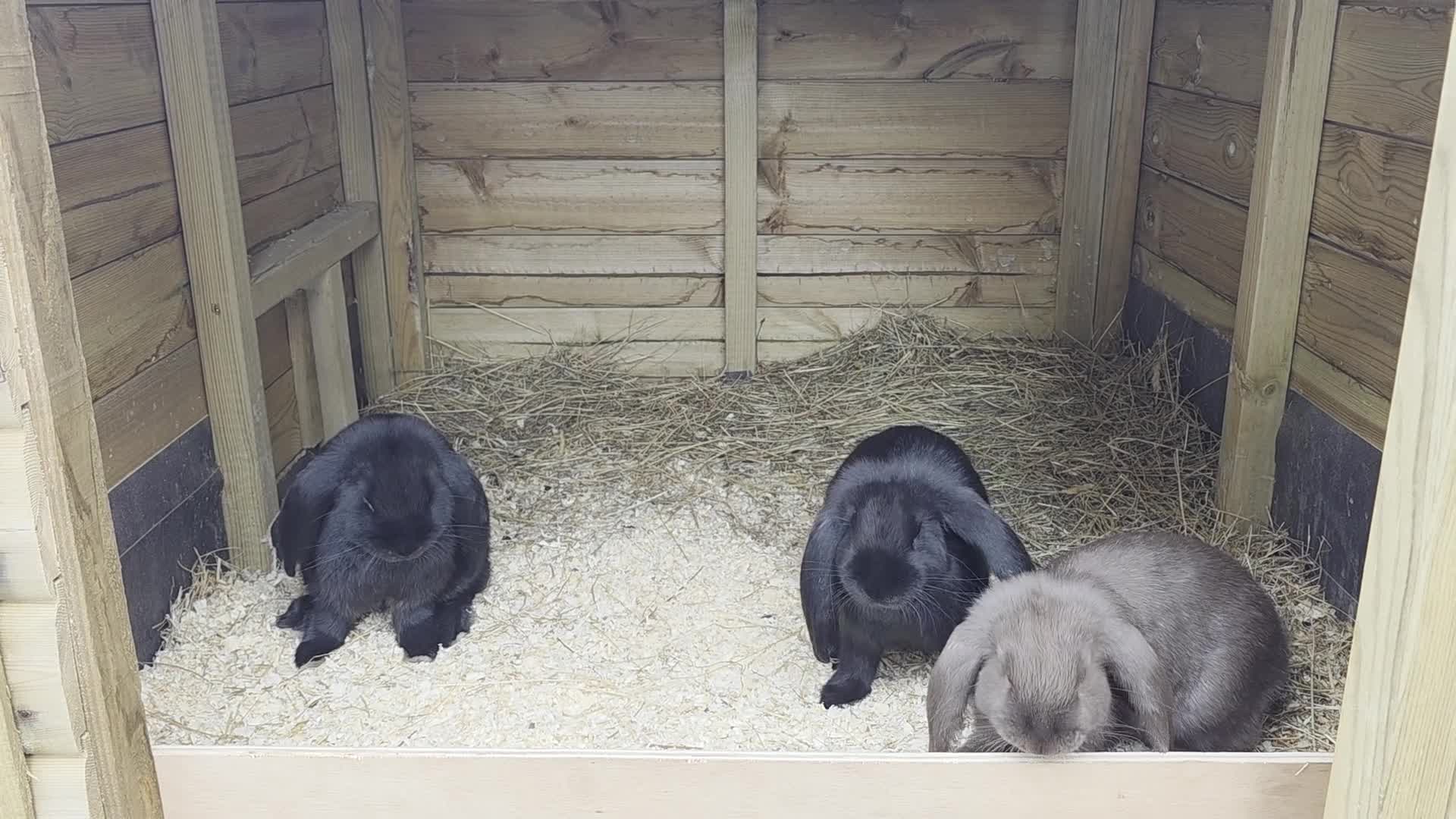 French Lop rabbits for sale: French Lop Rabbits - Video 2