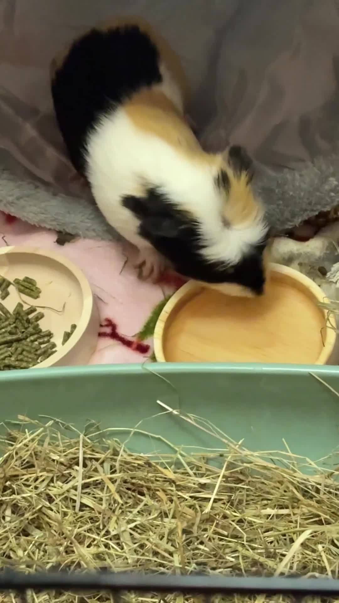 Guinea Pig rodents for sale: 2 8week male guinea pigs for sale!  - Video 1