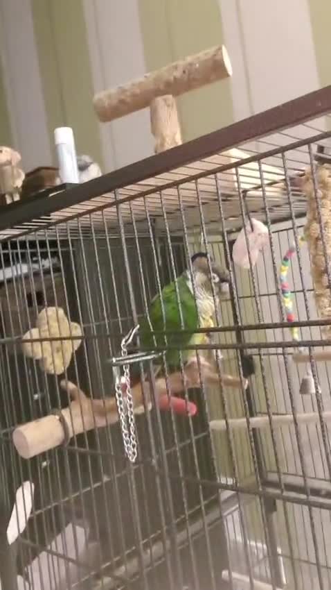 Conures birds for sale: Two lovely green cheek conures - Video 1