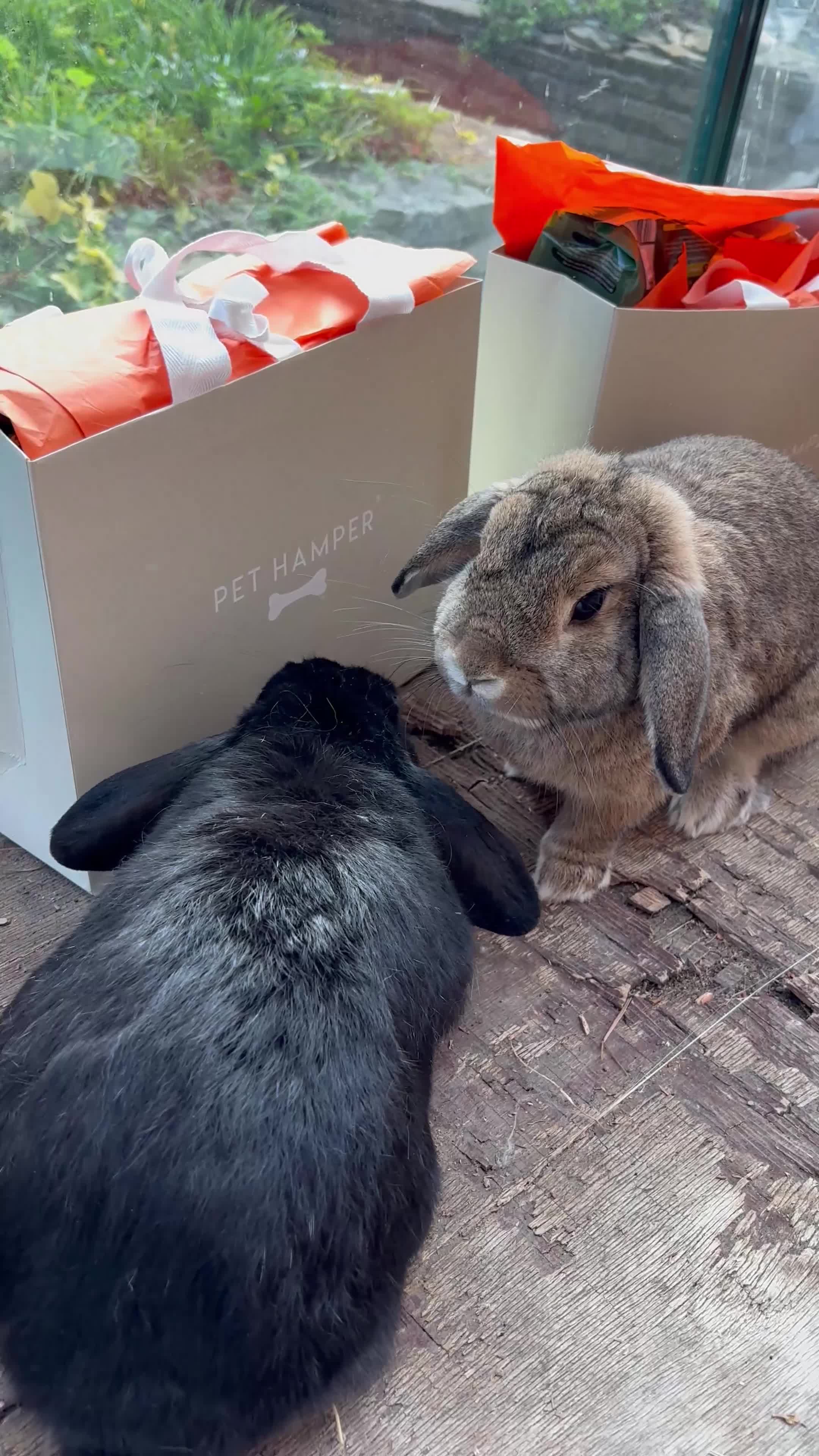 Dwarf Lop rabbits for sale: Bonded, Neutered, brother and sister dwarf lop  - Video 1