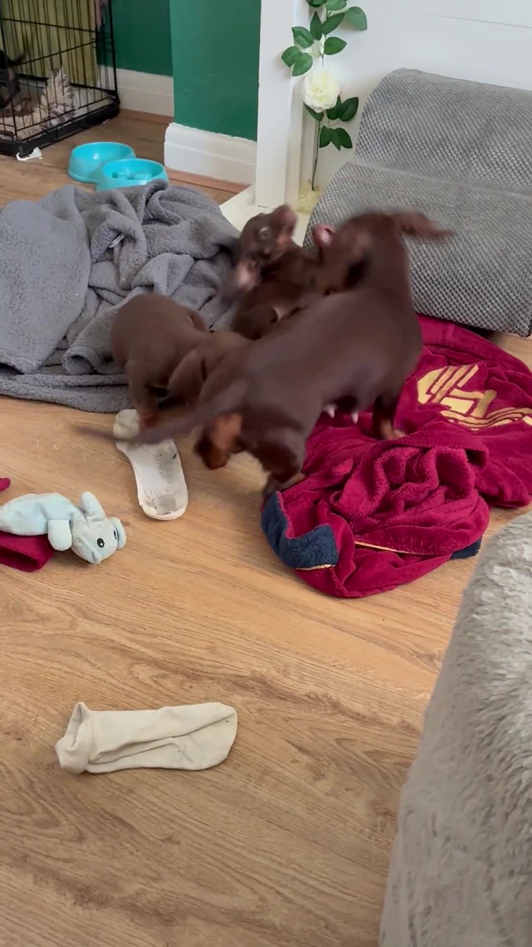 Miniature Dachshund dogs for sale: KC Miniature Dachshund puppies - Video 4