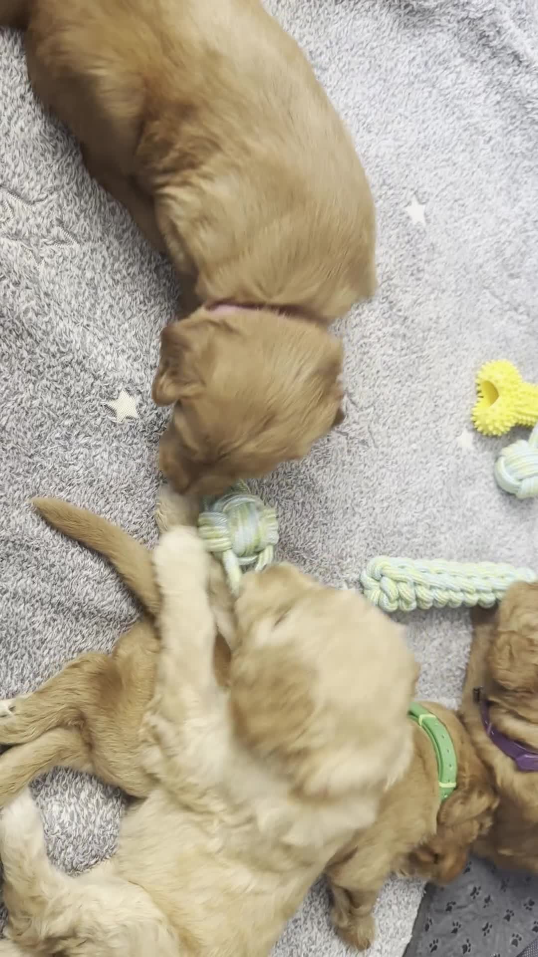 Goldendoodle dogs for sale: F1B Goldendoodle Puppies from a Therapy Dog - Video 3