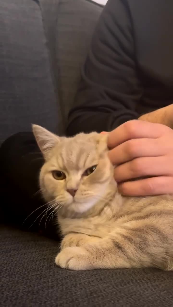 British Shorthair cats for sale: Cream/Beige BSH kitten - Video 2