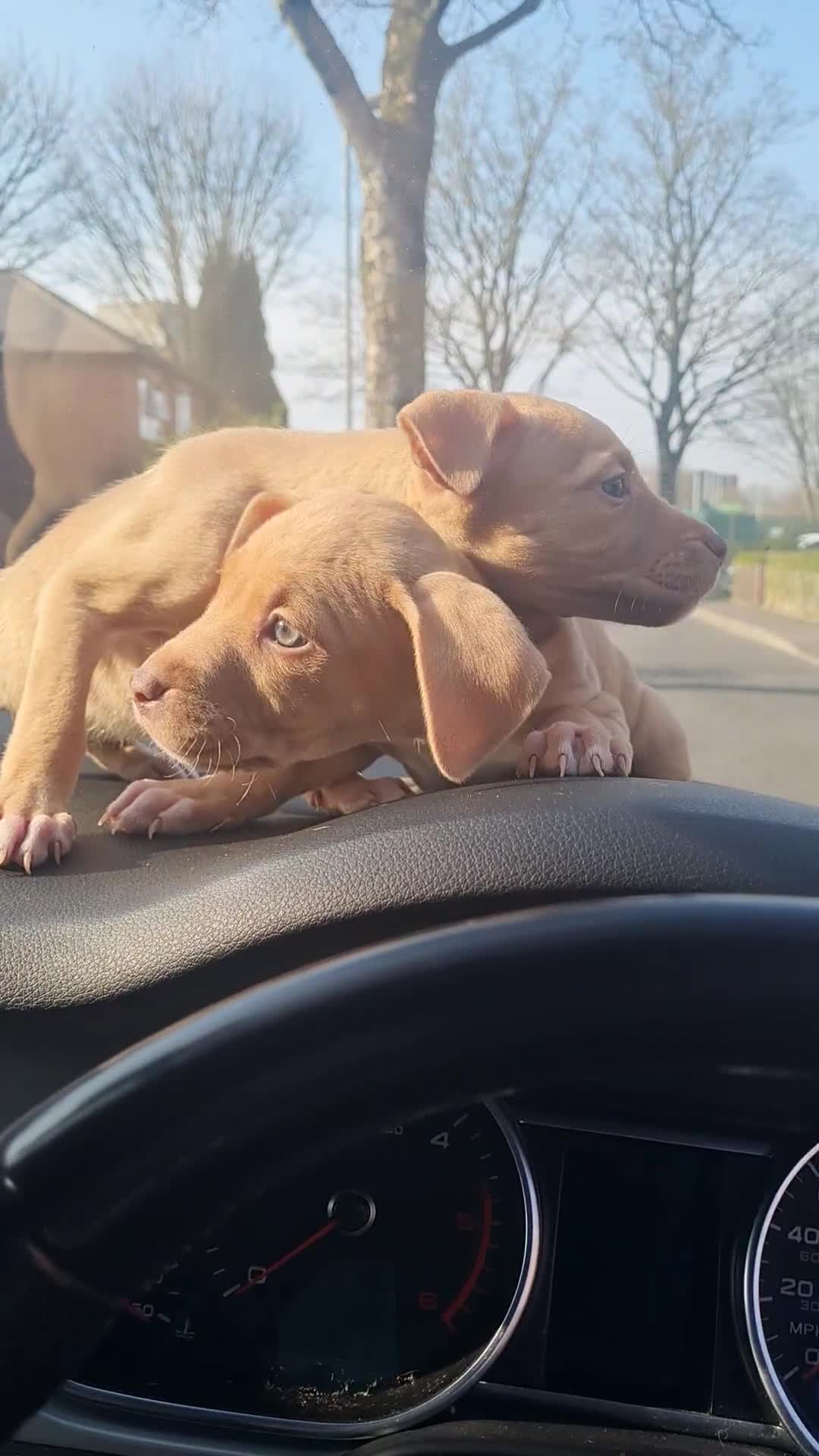 American Bully dogs for sale: American Bully Pups 8wks  in Rochdale - Video 1