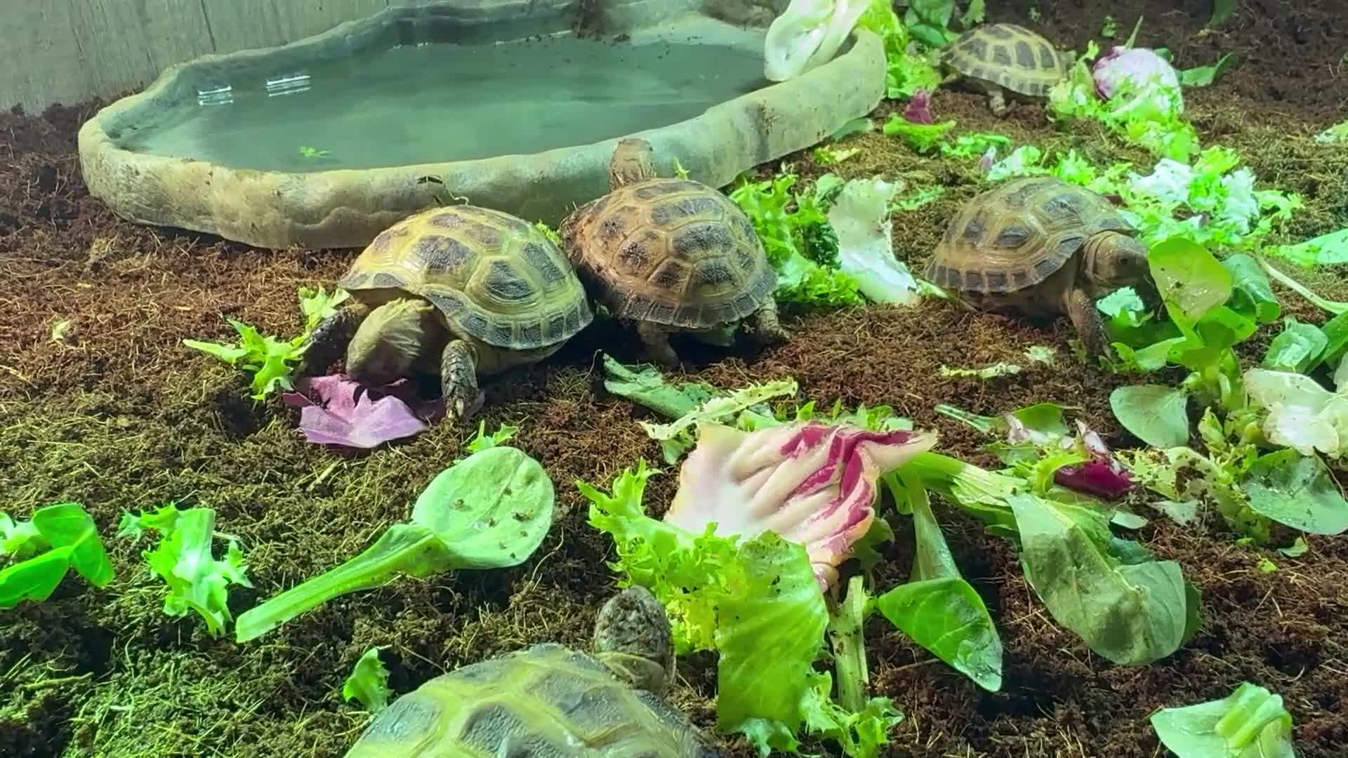 Tortoise reptiles for sale: Horsfield Hatchlings & Set Ups!! - Video 1