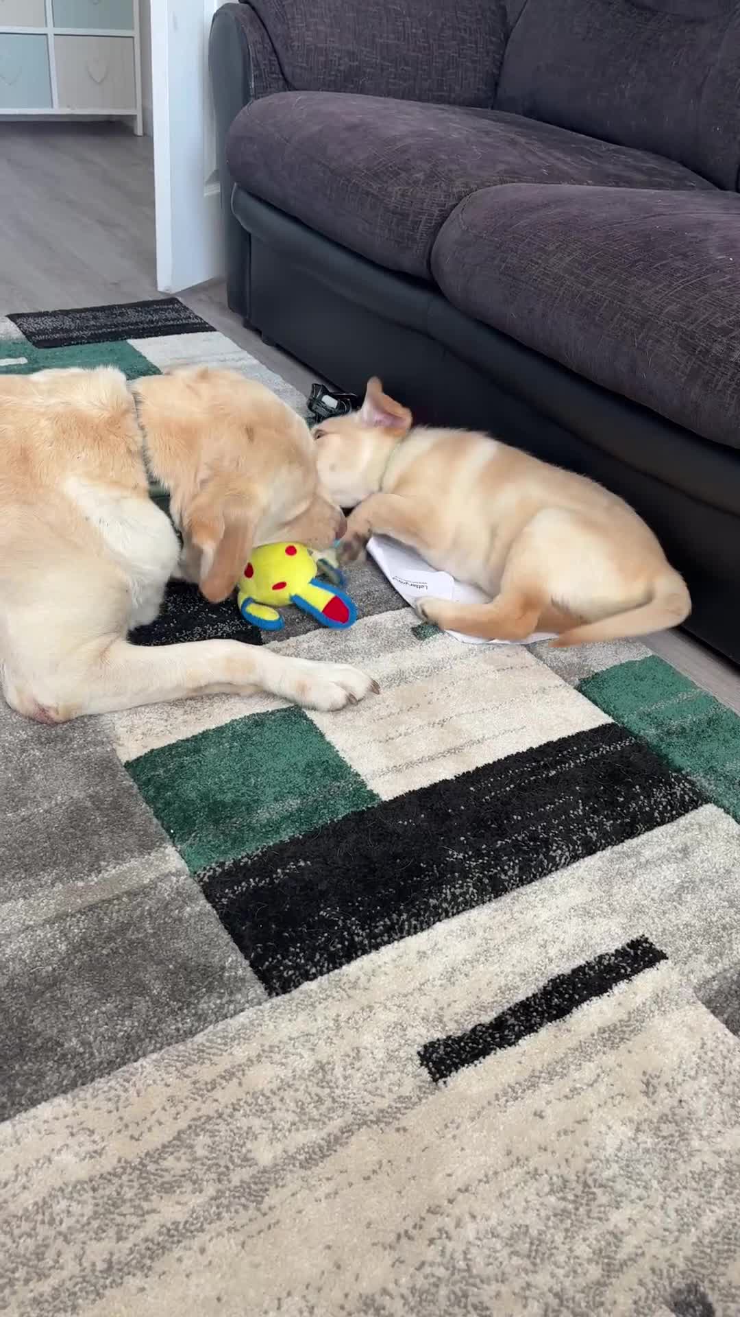 Goldador dogs for sale: Goldador 12 week old  - Video 1