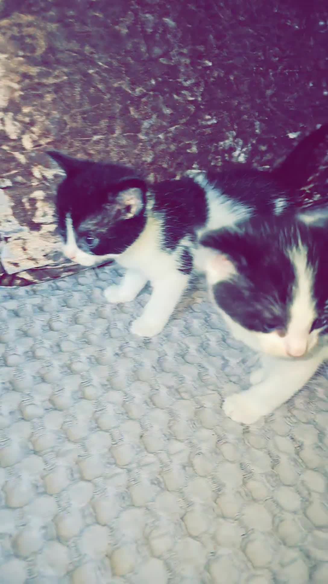 Domestic Shorthair cats for sale: Domestic long haired kittens - Video 1