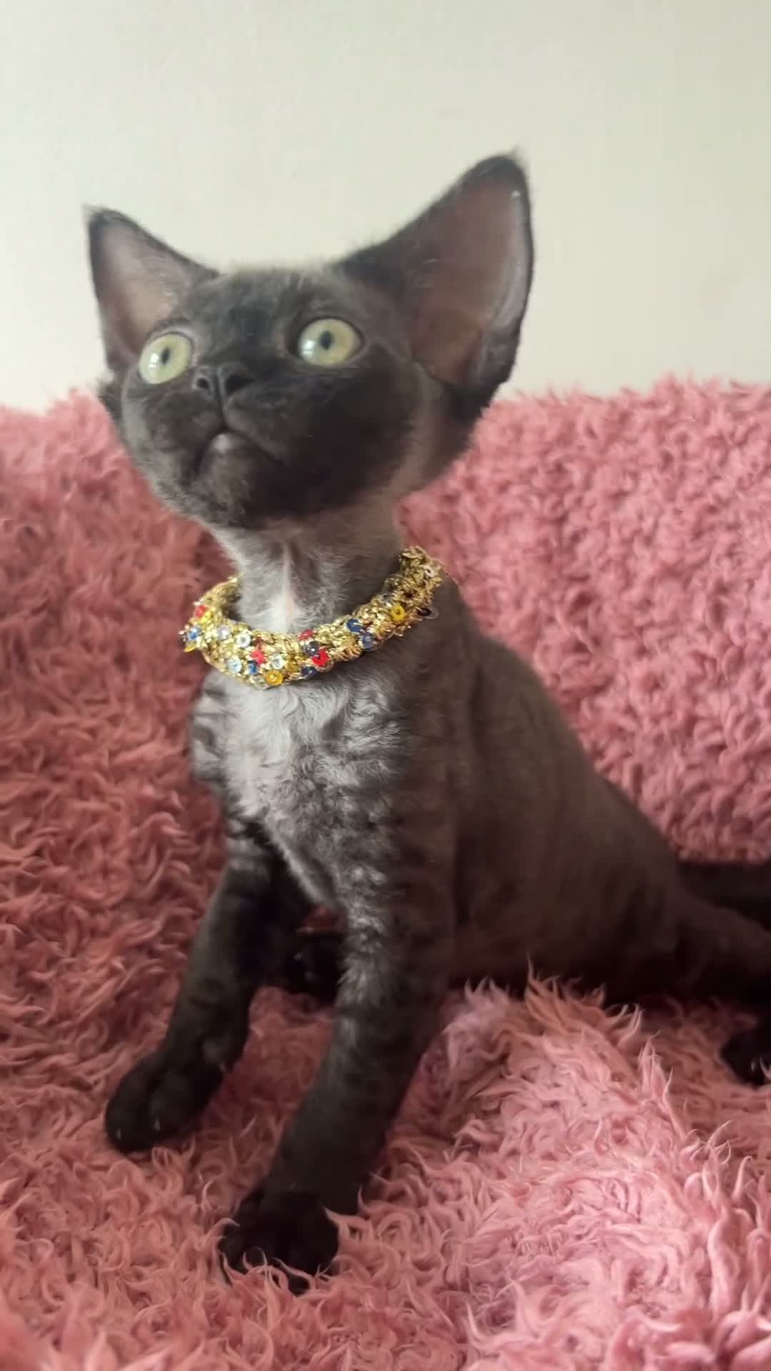 Devon Rex cats for sale:  Pedigree BEAUTIFUL DEVON REX kittens ✨ - Video 1