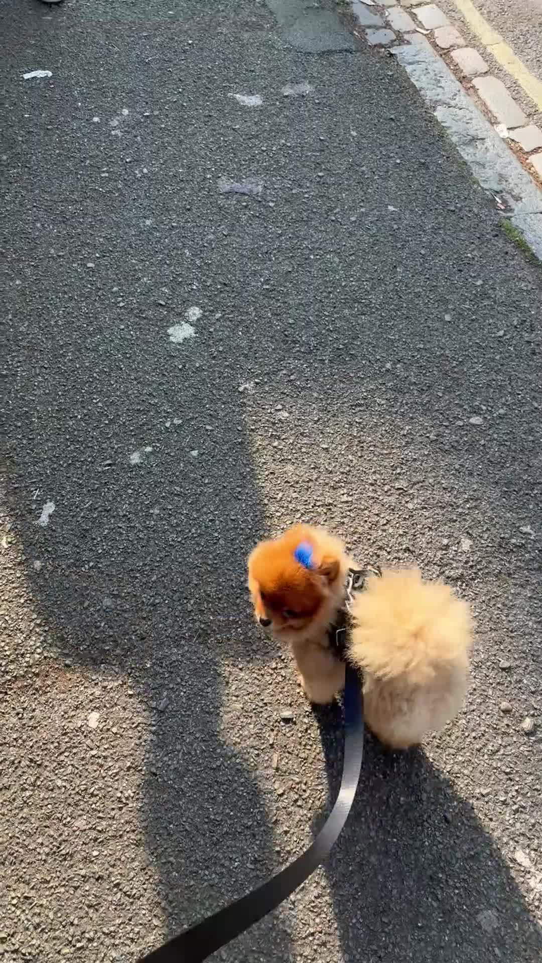 Pomeranian dogs for sale: Teddy bear 🧸 boy looking for 🏡 - Video 1