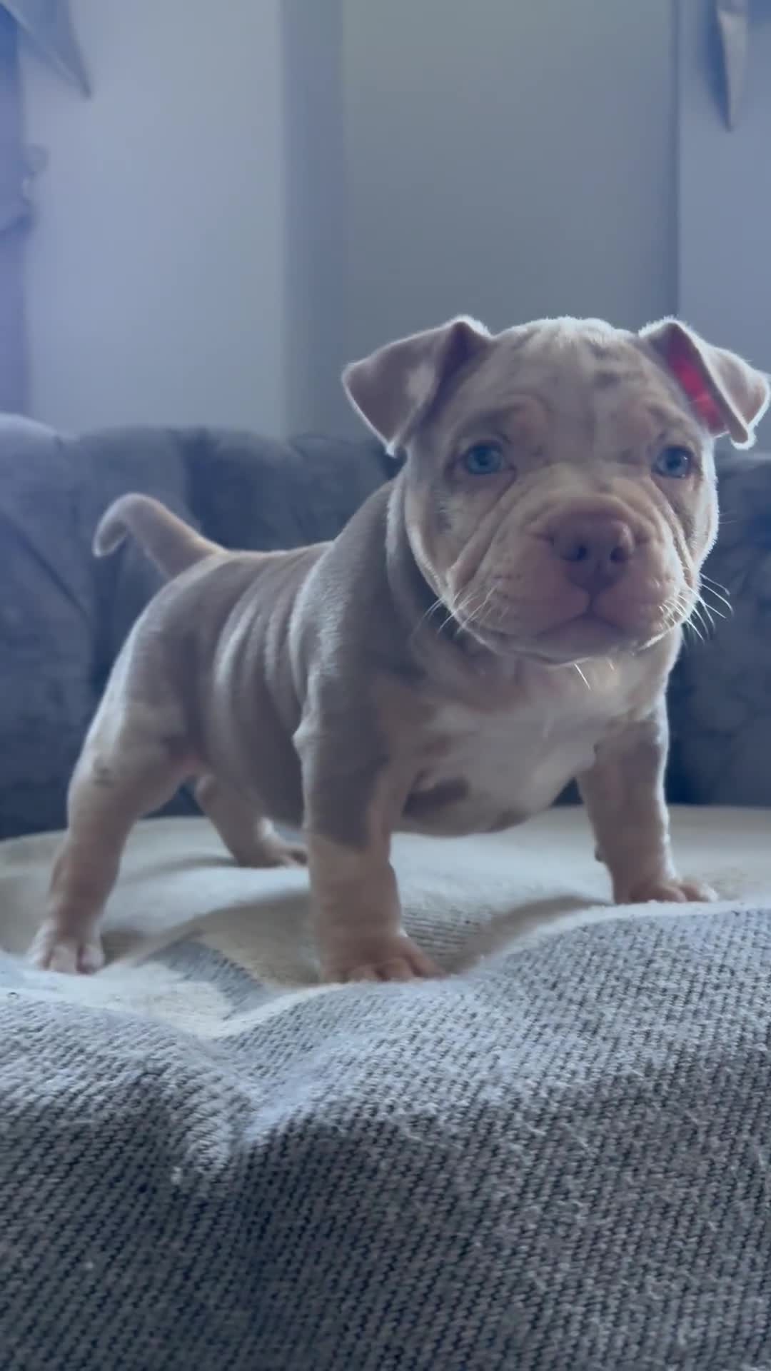 American Bully dogs for sale: ABKC REGISTERED POCKET BULLYS  - Video 1