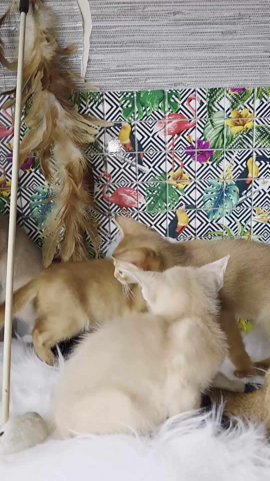 Abyssinian cats for sale: Beautiful Aby kitten  - Video 2