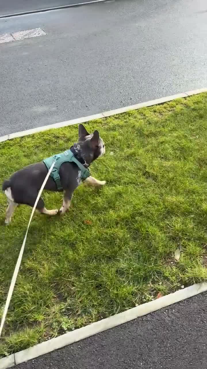 French Bulldog dogs for stud: French bulldog for stud  - Video 1