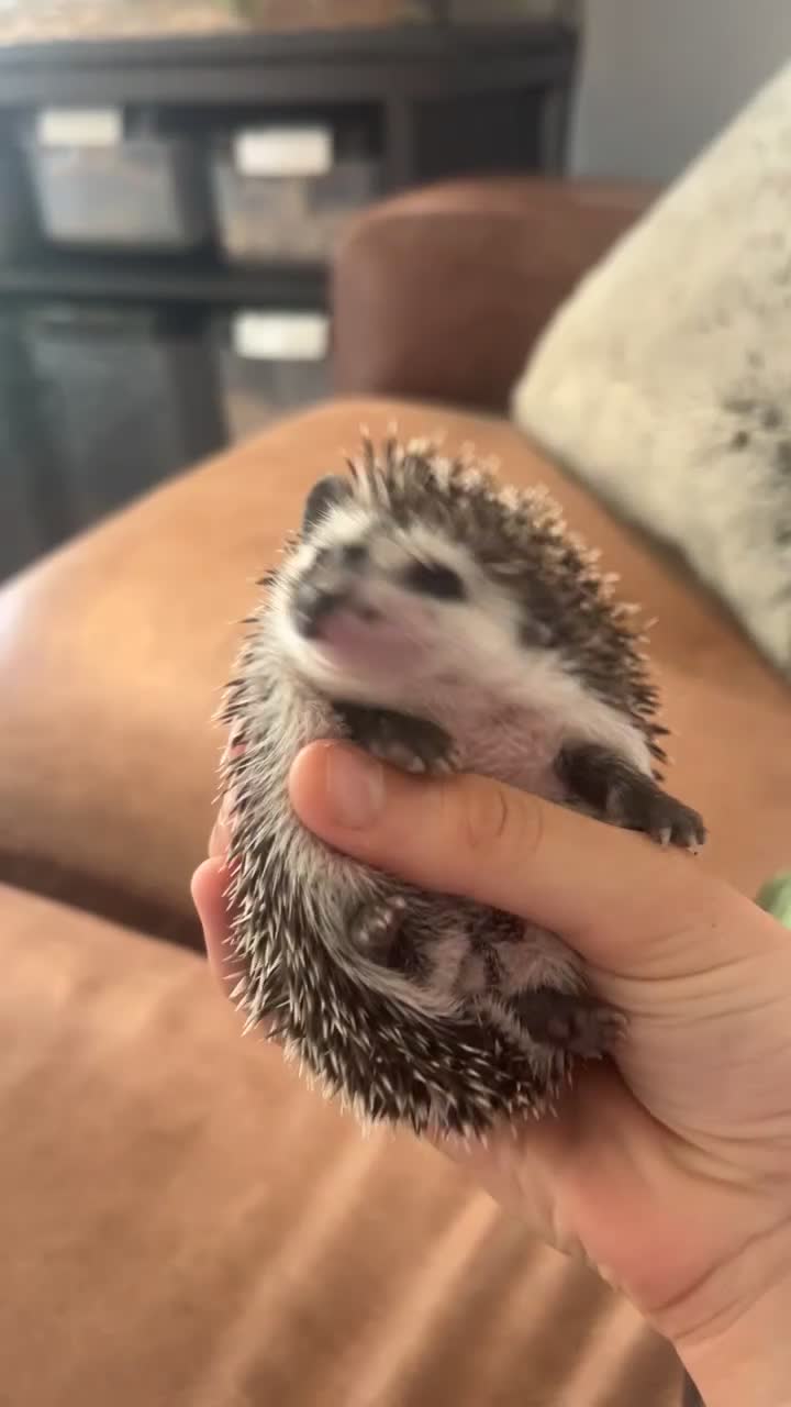 Pygmy Hedgehog rodents for sale: Gorgeous split face African Pygmy hedgehog - Video 4