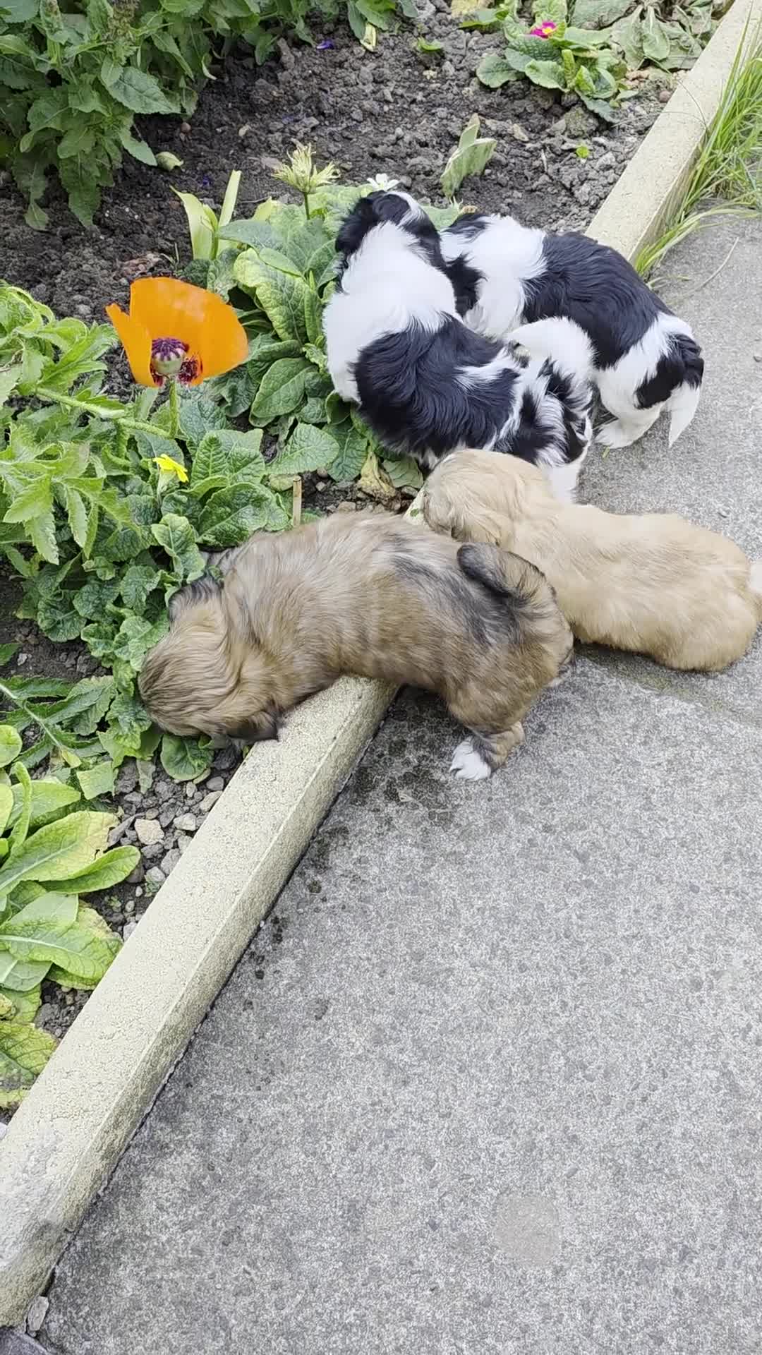 Lhasa Apso dogs for sale: Adorable Lhasa Apso puppies KC registered  - Video 3