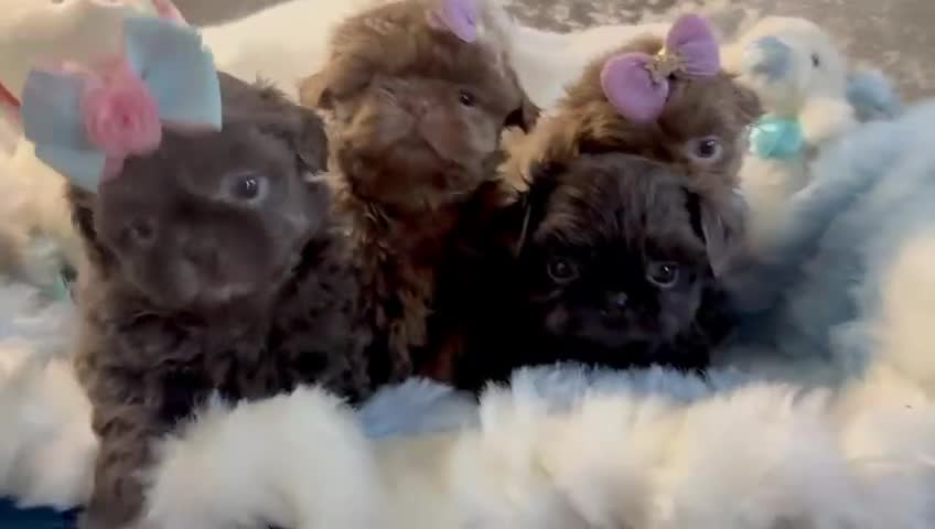 Shih Tzu dogs for sale: HEALTH TESTED KC Reg Female - Video 1