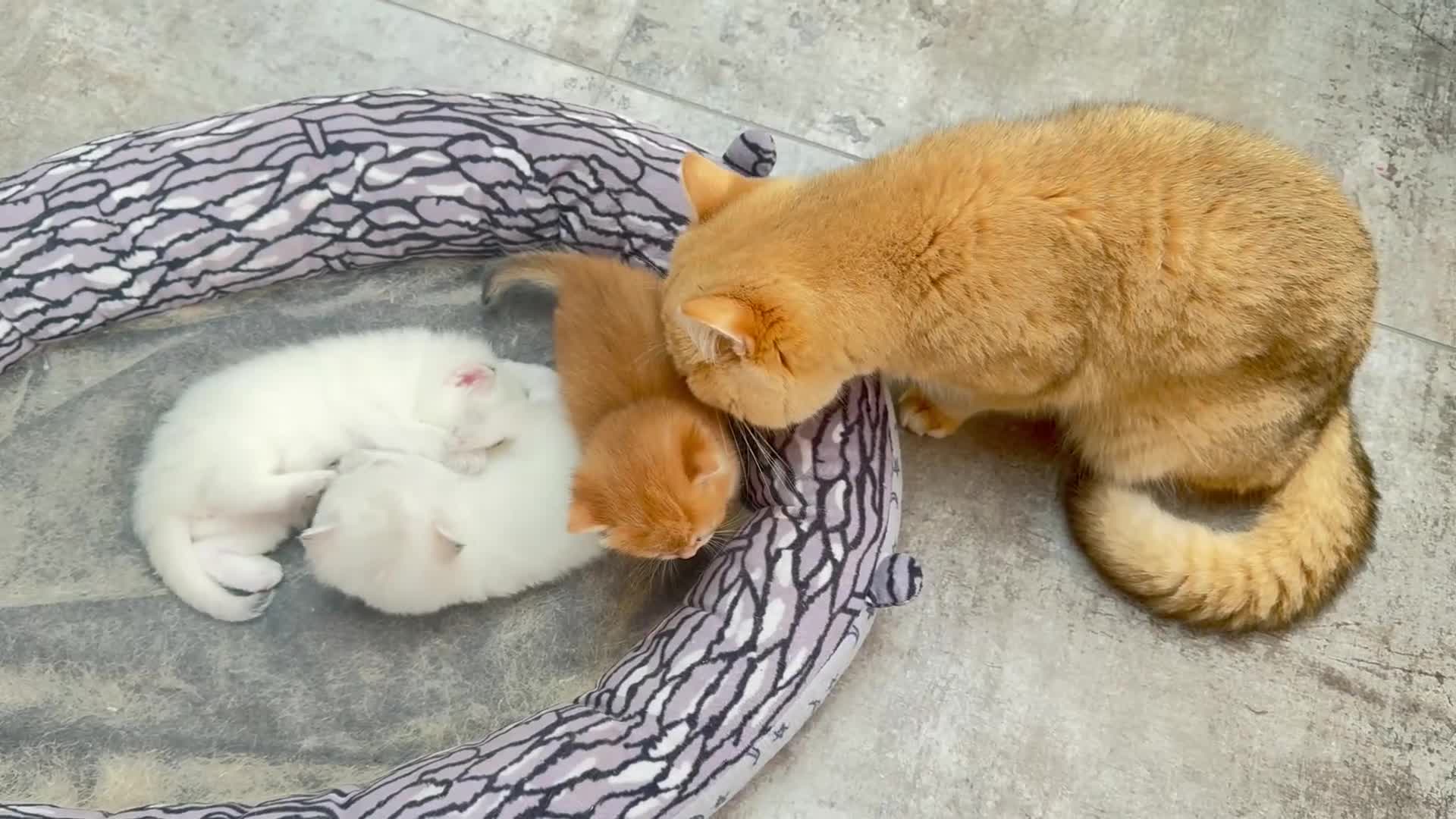 British Shorthair cats for sale: ✨🐾 Golden White BSH 🐾✨ - Video 2