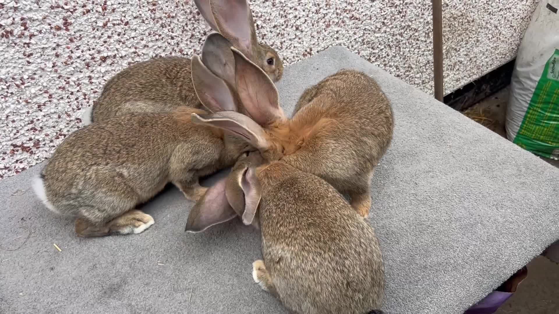 Continental Giant rabbits for sale: Giant continental  - Video 3