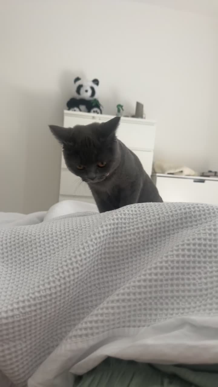 British Shorthair cats for sale: Adorable British Shorthair Kittens–Playful, Loving in Wembley - Video 4