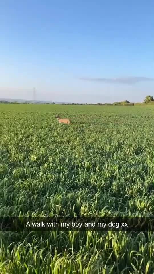 Mixed Breed dogs for sale: Narla - Video 1
