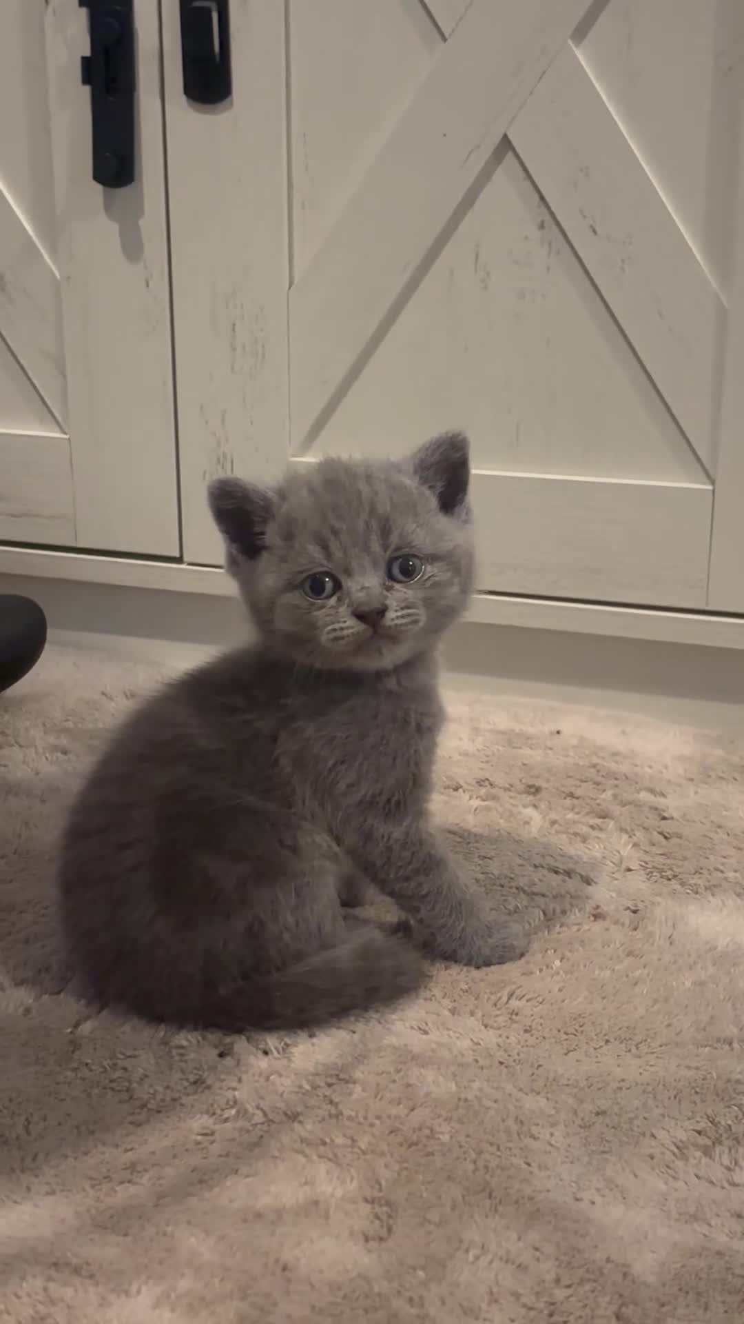 British Shorthair cats for sale: Blue British shorthair✨ - Video 2