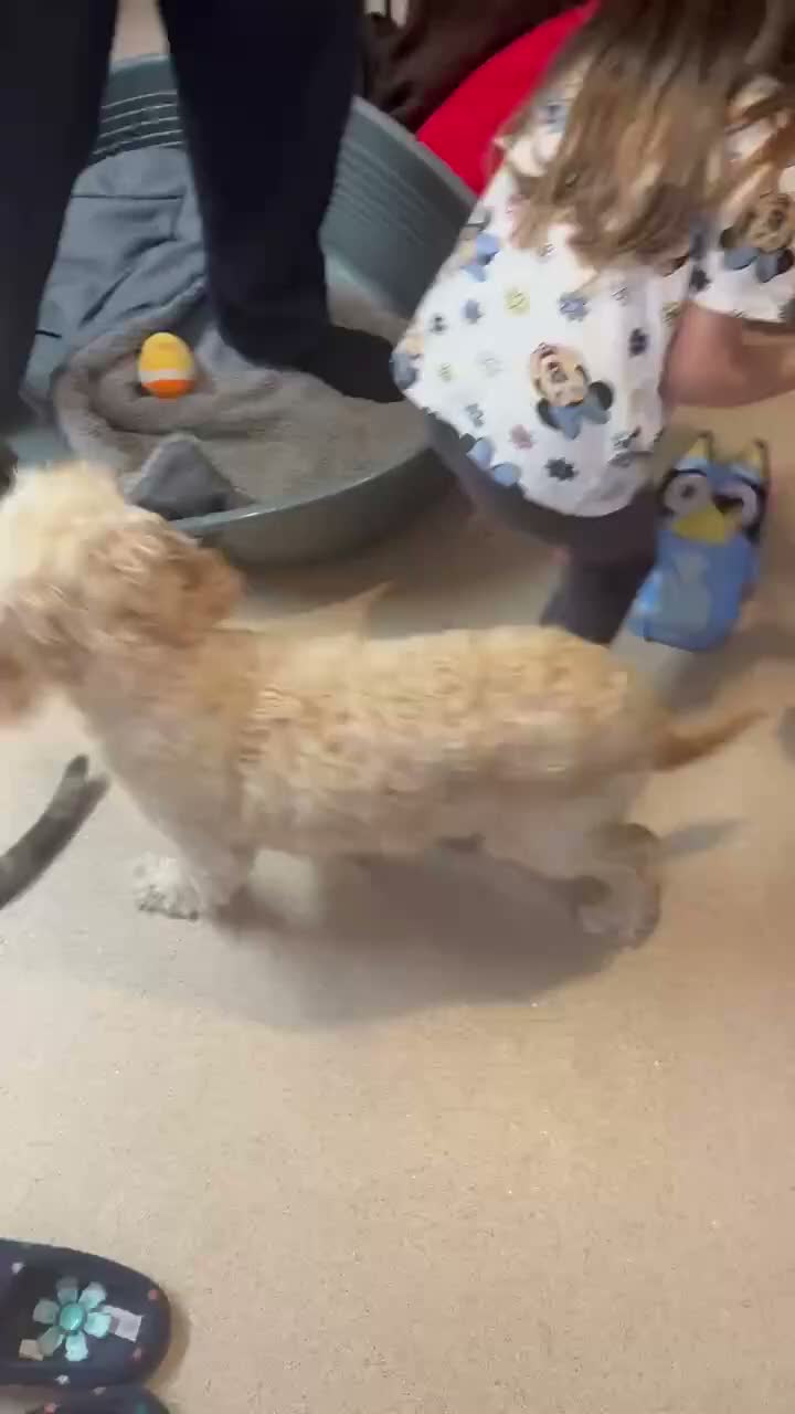 Cockapoo dogs for sale: Female cockapoo - Video 1