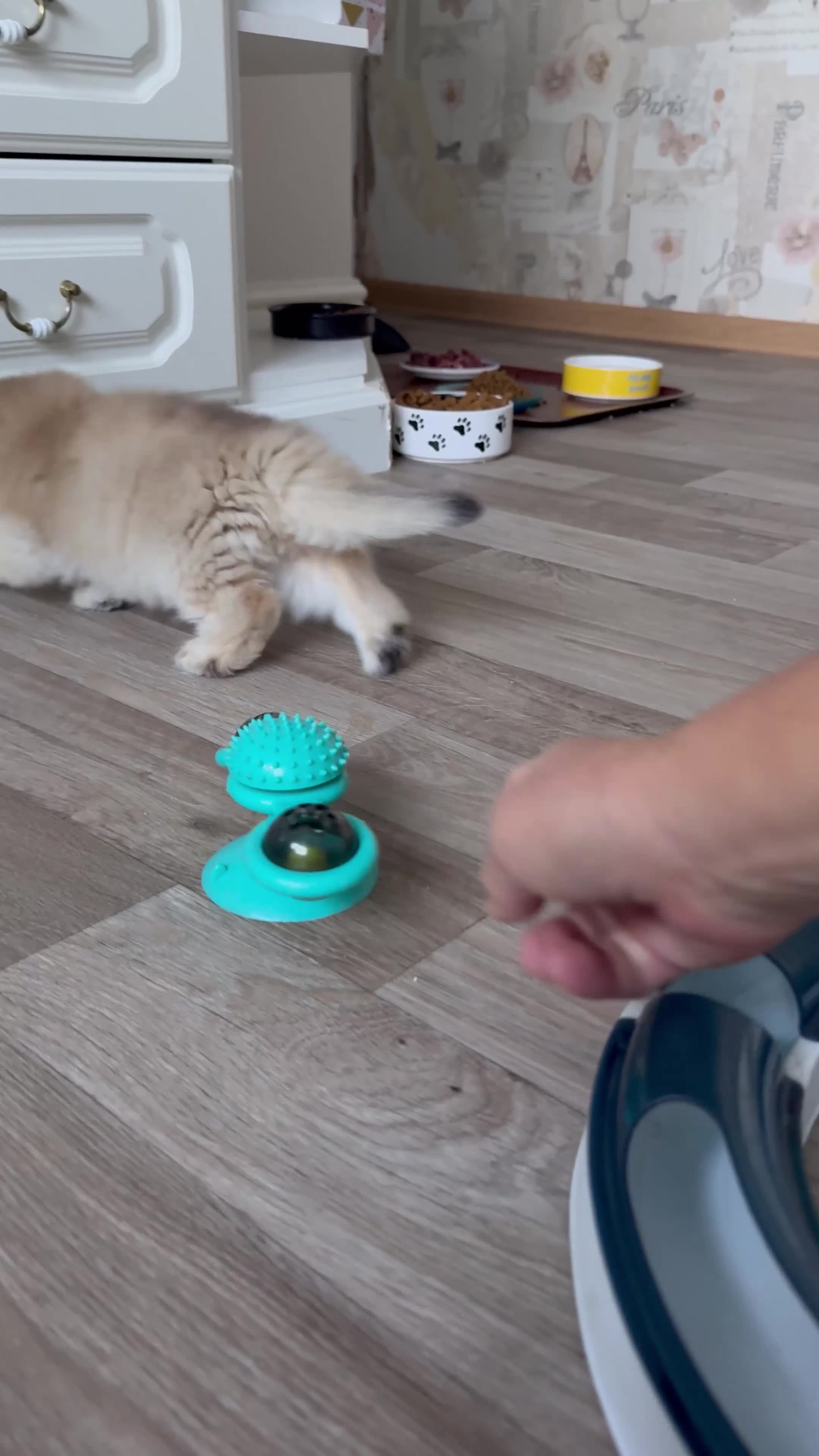 British Longhair cats for sale:  🌟Last British Longhair kitten available🌟 - Video 1