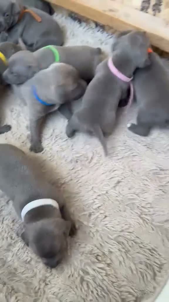 Staffordshire Bull Terrier dogs for stud: STUD 7th GEN BLUE STAFF LOKI IS READY TO BREED - Video 1