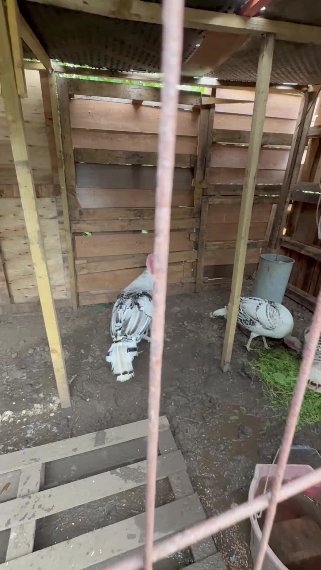 Turkeys poultry for sale: One turkey male with two female  - Video 1