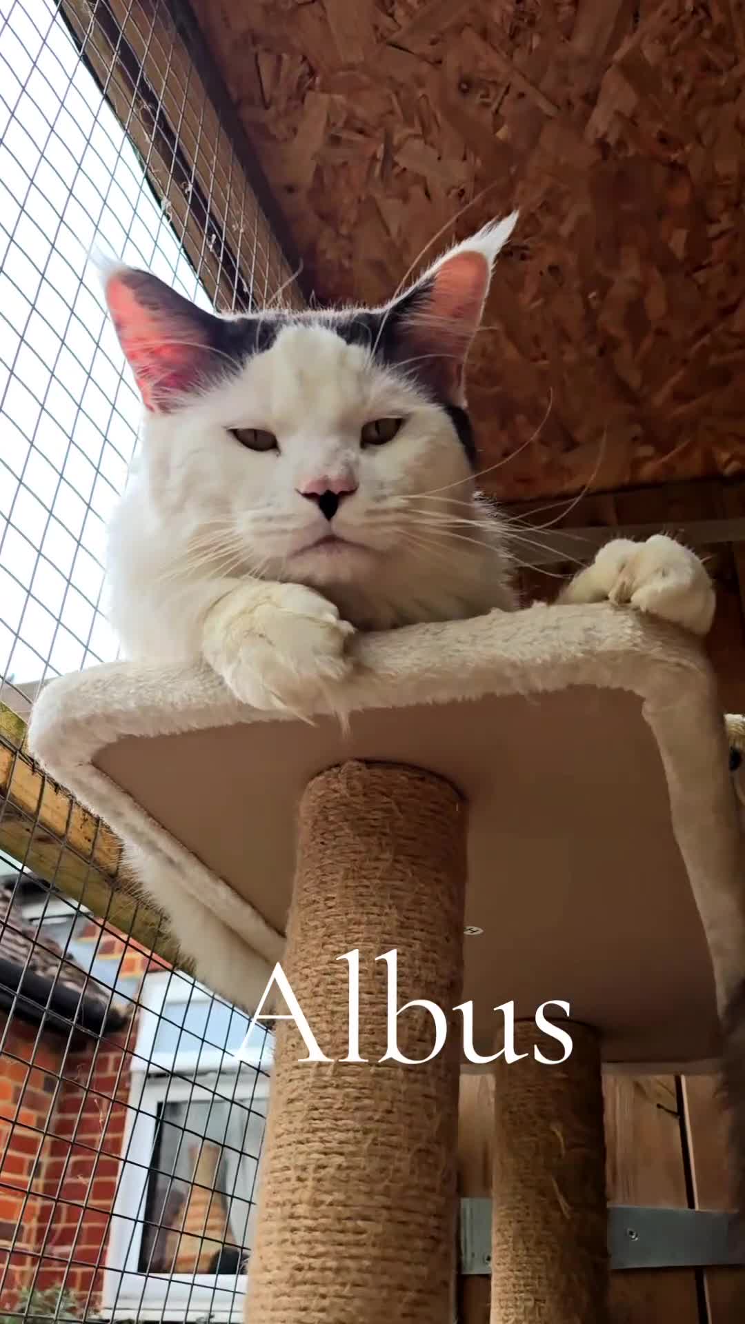 Maine Coon cats for sale: Waiting list now open  - Video 1